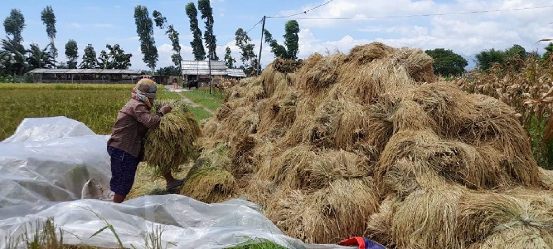 चैते धानको उत्पादन बढ्दा, मूल्यमा गिरावट